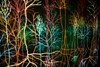 Andrew Carnie, 'Magic Forest', 3 screen, 2 x projector, 35mm slide animation, duration 25 minutes, 2002 (1)